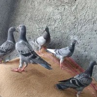 5 عدد جوجه سبز و مگس مسافتی نر