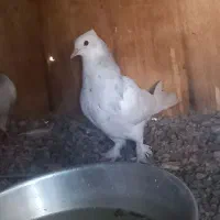 کفتر