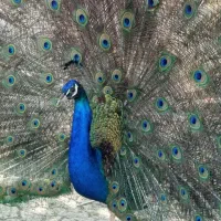 نژاد مصری و هندی