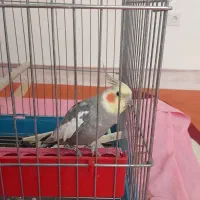 عروس هلندی