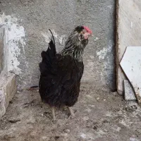 مرغ مرندی