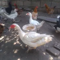اردک خارجی (نَر)خروس
