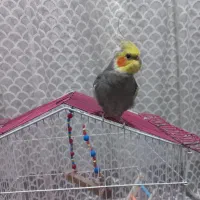 عروس هلندی نر