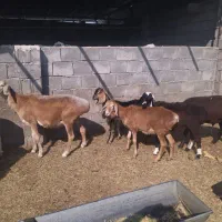 میش چینی