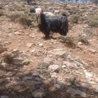 گوسفند