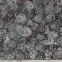 فروش تمشک خوش طعم و ملس