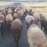 گوسفند داشتی ابستن سنگین..مالچه..