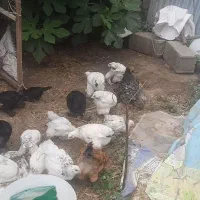 جوجه برهما