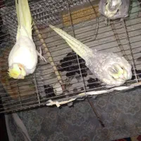 عروس هلندی ۳تا ۵۰روزه