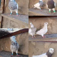 کبوتر. طوقی