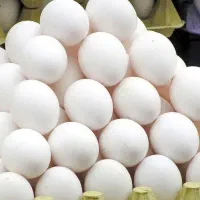 تخم مرغ به قمیت عمده