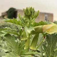بامیه ریز وتازه حمیدیه