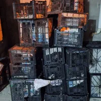 ماکت سبدمیوه نو