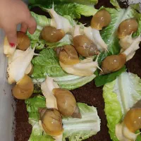 حلزون|خزنده|شیراز, لاله|دیوار
