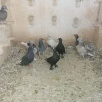 12تا کبوتر ارزون