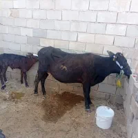 دو راس گاو گوساله خونگی