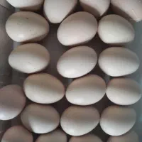 تخم مرغ نطفه دار لاری