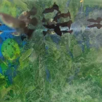ماهی کپی فول بلک