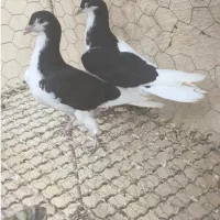 کبوتر چپ