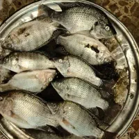 ماهی شانک تازه