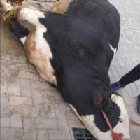 قصاب سیار/سلاخ/سلاخی/گاو و گوسفند/در محل