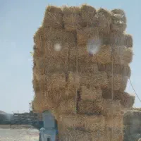 پرس پخل گندم تحویل گاوداری