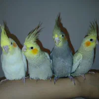 عروس هلندی