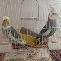 عروس هلندی نر