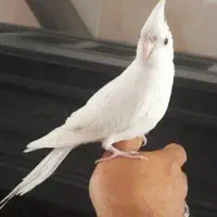 عروس هلندی
