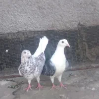 پشت گراف وسوسکی