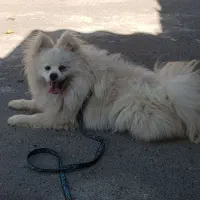 سگ پامر سفید