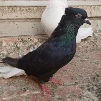 زاغ دمسفید ماده کلایی
