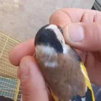 سهره چهار گل کرواتی  مست جفت