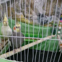 1 جفت عروس هلندی