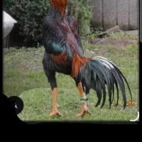 خروس گروه