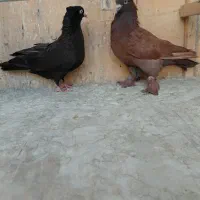 کبوتر زینتی رنگی