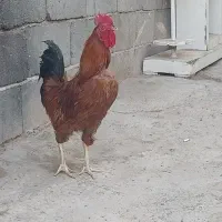 خروس