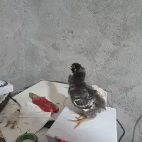 جوجه  ۱۰روزه امروک اصل