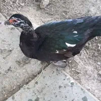 اردک ماده تخم گذار