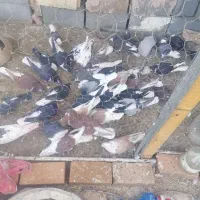 فروش|پرنده|زارچ, |دیوار