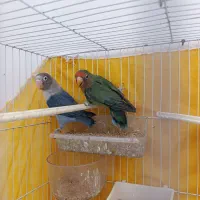 کوتوله برزیلی(یامعاوضه)