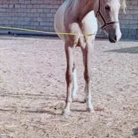 کره عرب دره شور