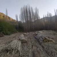 خرید و فروش چوب جزیی و عمده بصورت نقد