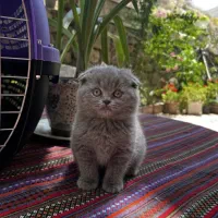 گربه اسکاتیش بلو ماده دوماهه