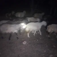 میش چاق