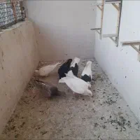کبوتر یا کفتر فروشی
