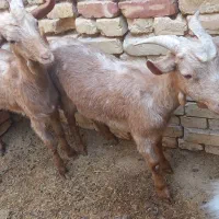 ۲راس کهره نردورگ آلپاین