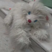 گربه موزیکال