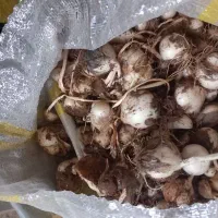 موسیر  کوهی طبیعی