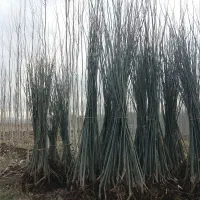 فروش نهال صنوبر تبریزی یک ساله با بهترین کیفیت